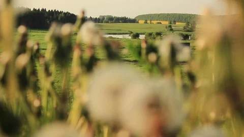 Beetle Stock Footage 104583335