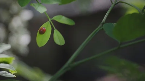 Beetle 스톡 동영상 108655593