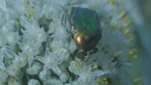 Beetle Stock Footage 112345882