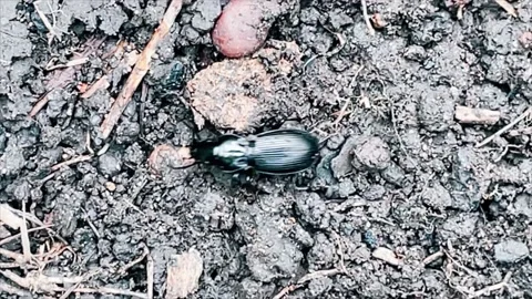 Beetle Stock Footage 154906896