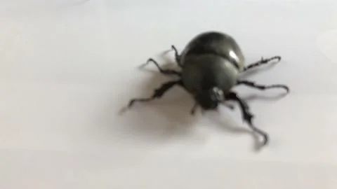 Beetle Stock Footage 168274114