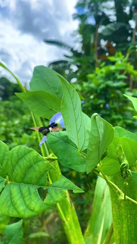 A beetle 库存影片 218418882