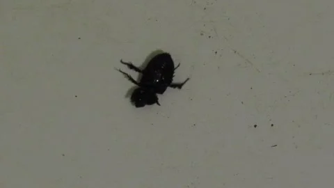 Beetle 動画素材 346960914