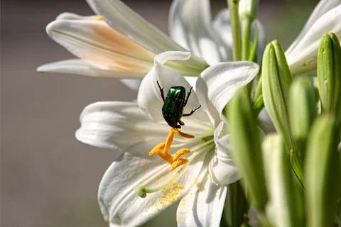 Beetle Foraging on a Lily Stock Photos