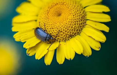 Beetle foraging on a yellow daisy Stock Photos