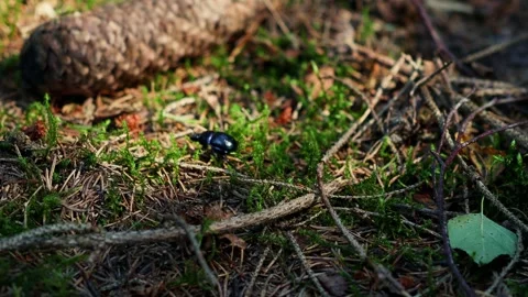 A beetle on the forest floor 4k 30fps video Stock Footage 288771265