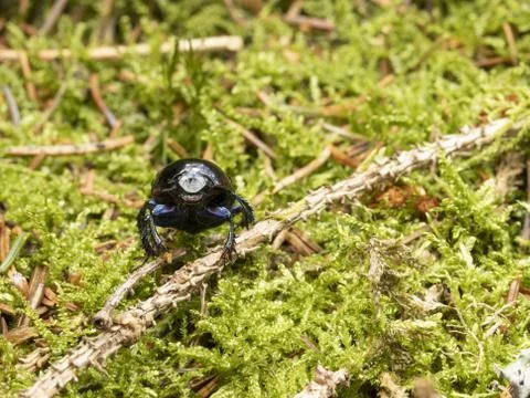 Beetle in the forest on the moss Stock Photos