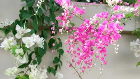 Beetle in the garden Stock Footage 212243764