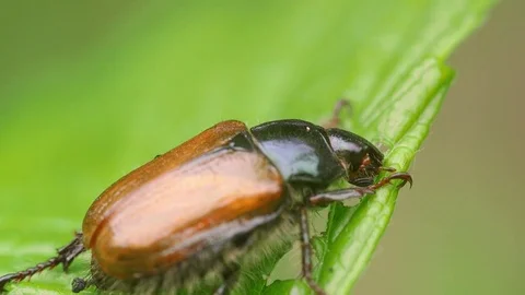 Beetle garden schafer feed on leaf head details super macro close up Stock Footage