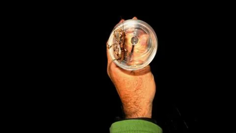 Beetle in the glass Foto stock