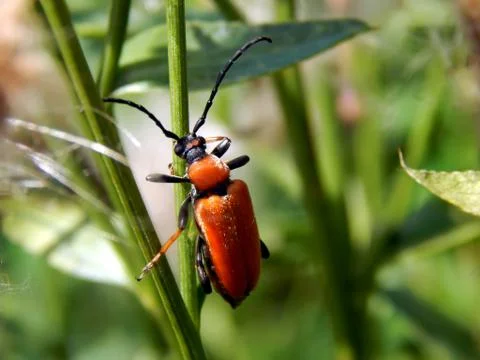 Beetle on the grass close up Stock Photos