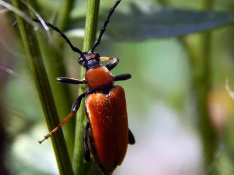 Beetle on the grass close up Stock Photos