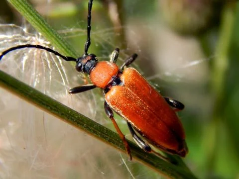 Beetle on the grass close up Stock Photos