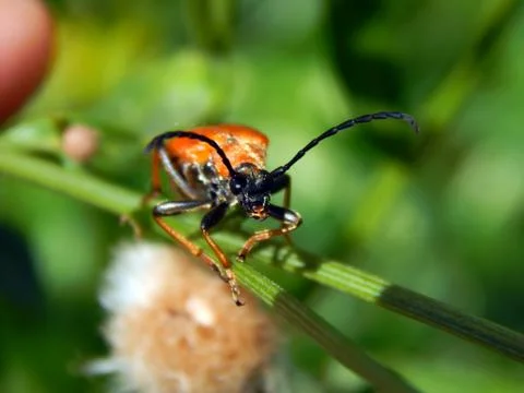 Beetle on the grass close up Stock Photos