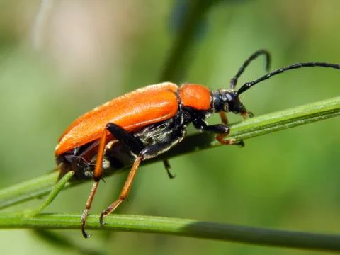 Beetle on the grass close up Stock Photos