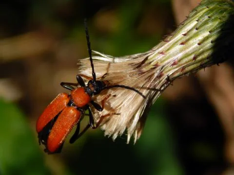 Beetle on the grass close up Stock Photos