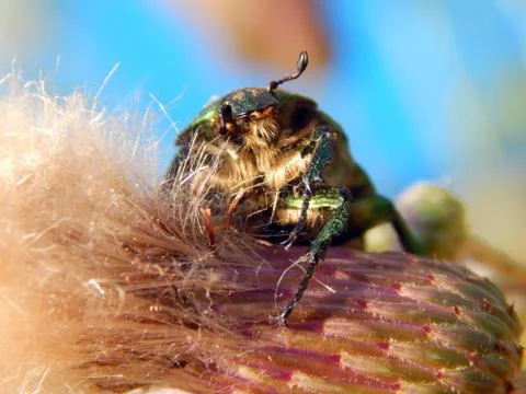 Beetle on the grass close up Stock Photos