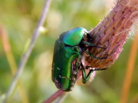 Beetle on the grass close up Stock Photos