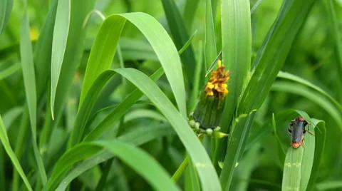 Beetle in the grass Stock Footage 5747876