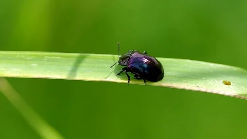 Beetle on grass Stock Footage 74167483