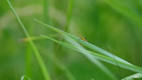 Beetle on grass Stock Footage 74167706