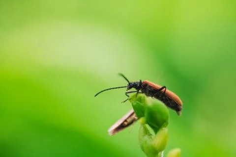 Beetle on grass in summer Stock Photos