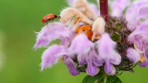 Beetle on grass in Sunny day Stock Footage 77623481