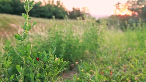 Beetle on the Grass with Sunrise behind Stock Footage 200299642