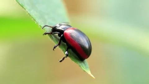 Beetle on green leaf Stock Footage 237508706