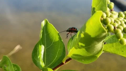 A beetle on a green leaf Stock Footage 276611167