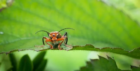 Beetle on a green leaf looking at the camera Stock Photos