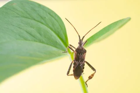 Beetle on a green leaf. Pest of agricultural plants. Stock Photos