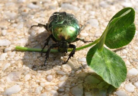 Beetle on green leaf Stock Photos