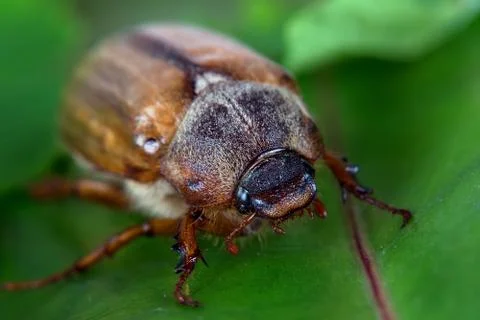 Beetle on a green leaf Stock Photos