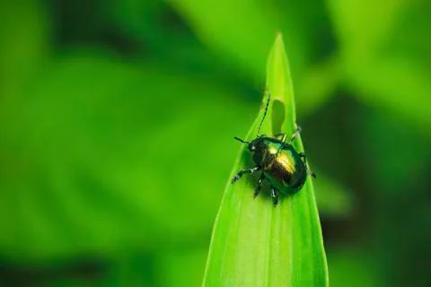 Beetle on green leaf Stock Photos