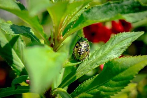 Beetle on a green leaf in sunlight Stock Photos