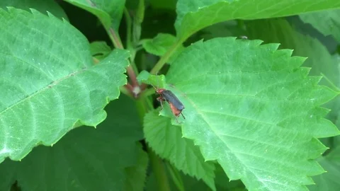 Beetle on green leaves (close-up) Stock Footage 98697812