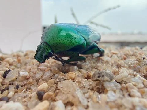 Beetle green Stock Photos