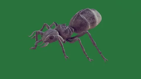 A beetle on green screen and bug colorful gesture backgrounds depth movement Stock Footage 335147428