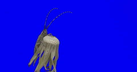 Beetle Grey 스톡 동영상 157927426