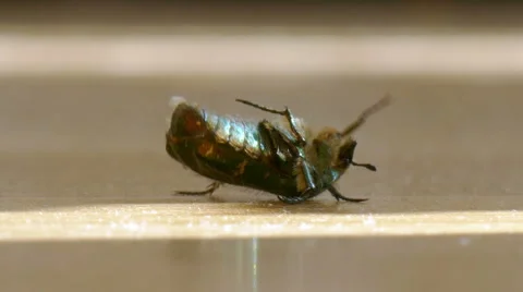 A beetle on the ground Stock Footage 51492375