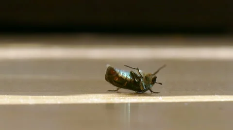 A beetle on the ground Stock Footage 51493238