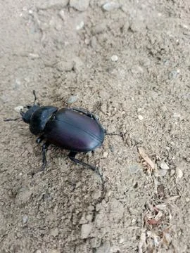 Beetle on the ground Foto stock