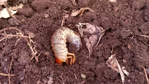 Beetle Grub Burrowing Behavior in Natural Soil Stock Footage 314108369