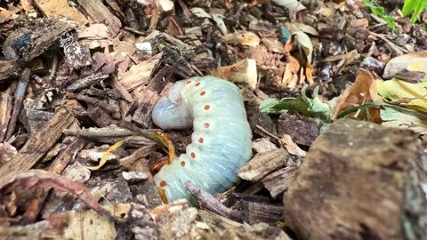 Beetle Grub Burrows Into Leaf Litter Stock Footage 340603619