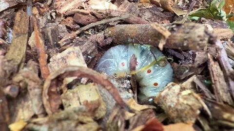 Beetle Grub Coils Around Burrow Hole Stock Footage 340603630