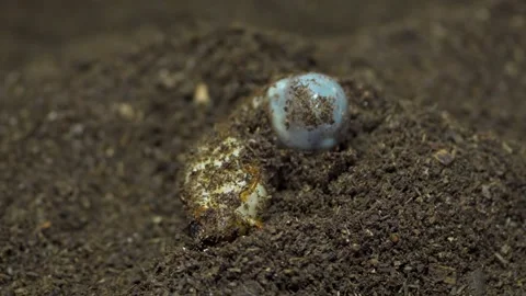 Beetle Grub Larva Curled in Dark Soil Macro Close Up Video stock 340155840