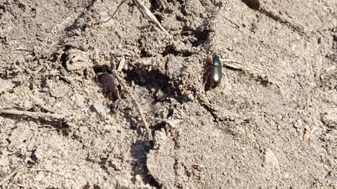 The beetle Harpalus rubripes runs on the ground Stock Footage 332548933
