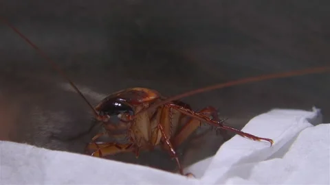 Beetle hidden in the mysterious areas of the kitchen Stock Footage 145708841