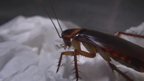 Beetle hidden in the mysterious areas of the kitchen Stock Footage 145709060